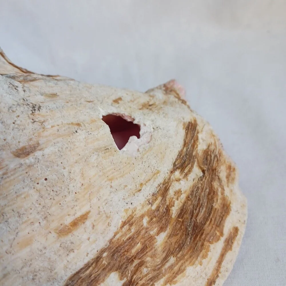 Vintage CONCH Large Natural Seashell CORALIZED WEATHERED BEACHCORE HEAVY FOSSIL
